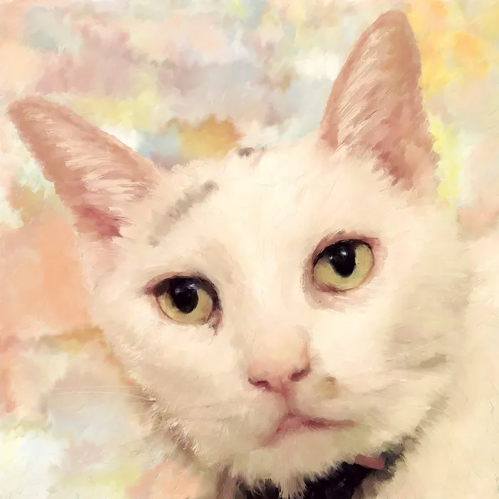 White Cat Portrait Portraits by NC Rings